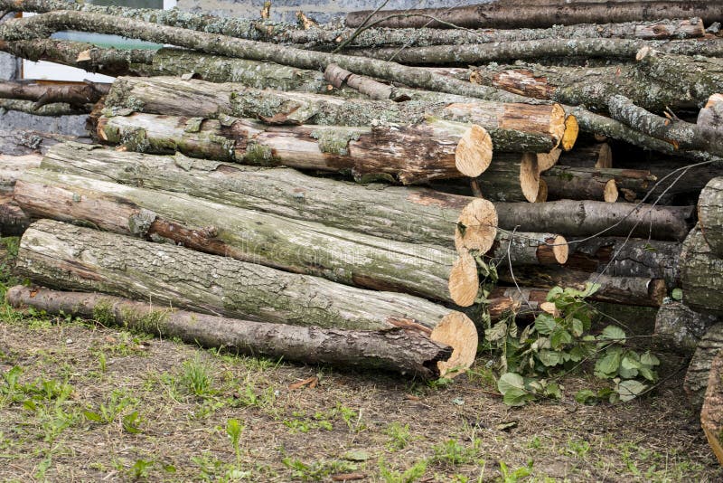 Tronchi di albero enormi fotografia stock libera da diritti Tronchi di albero enormi fotografia stock libera da diritti