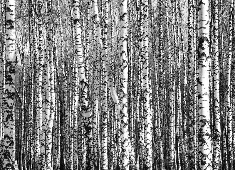 Tronchi soleggiati degli alberi di betulla in bianco e nero immagine stock libera da diritti Tronchi soleggiati degli alberi di betulla in bianco e nero immagine stock libera da diritti