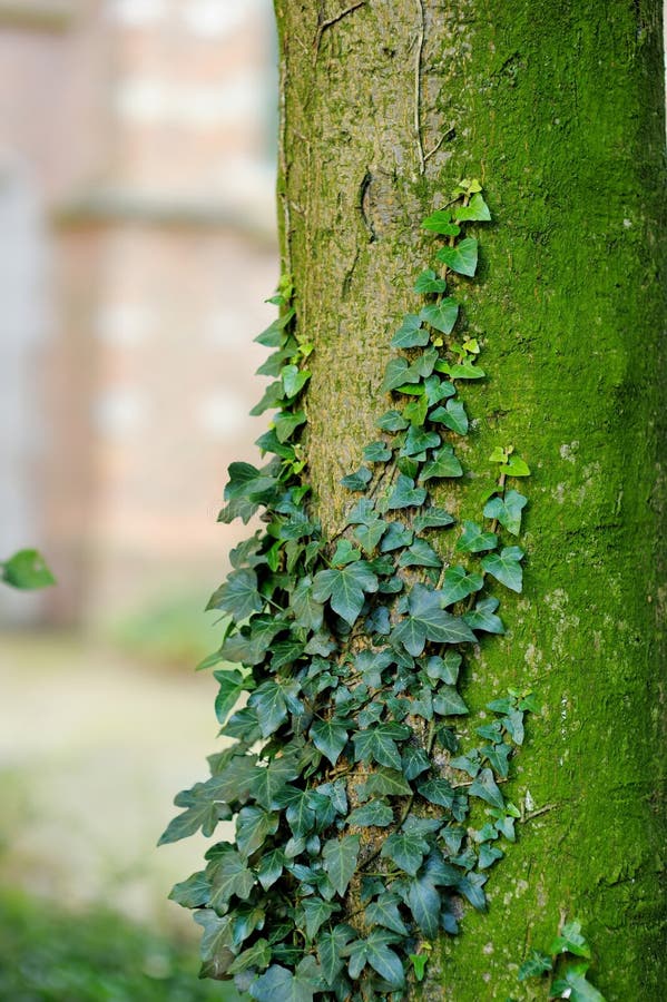 Tronco antigo coberto de musgo e alga foto de stock
