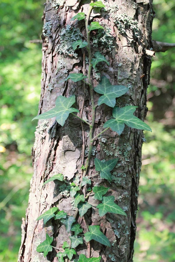 Tronco da árvore e da hera crescente fotografia de stock