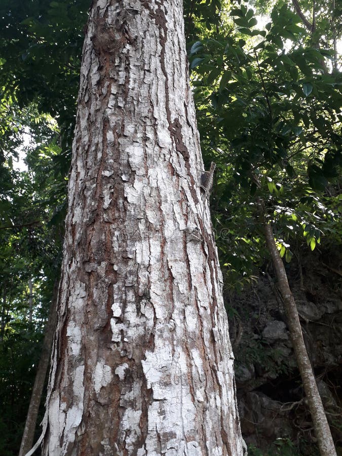 Árbol de caoba