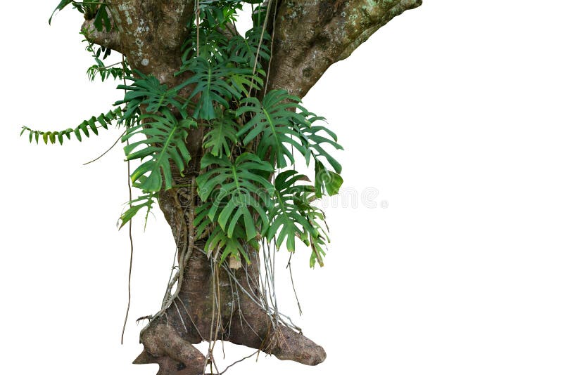 Tronco de árvore com as plantas tropicais da folha, monstro de escalada da selva