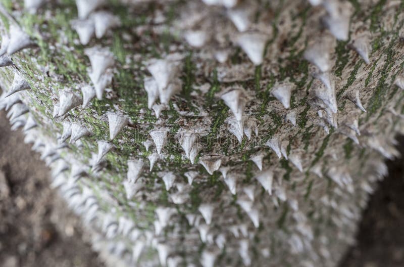 Download Tronco De árvore De Seda Branco De Floss Foto de Stock - Imagem de ornamental, planta: 65576320