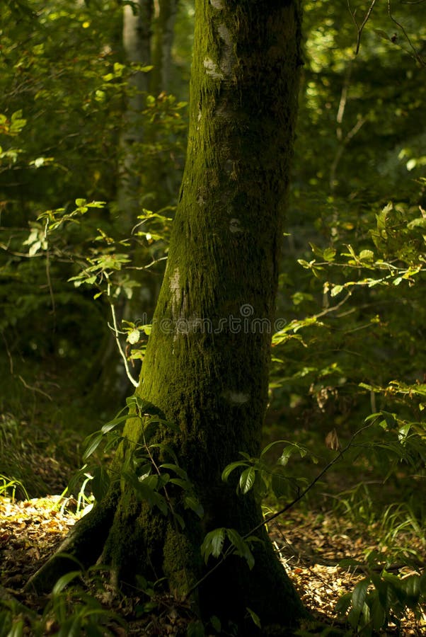 Tronco de árvore coberto de musgo fotos de stock royalty free