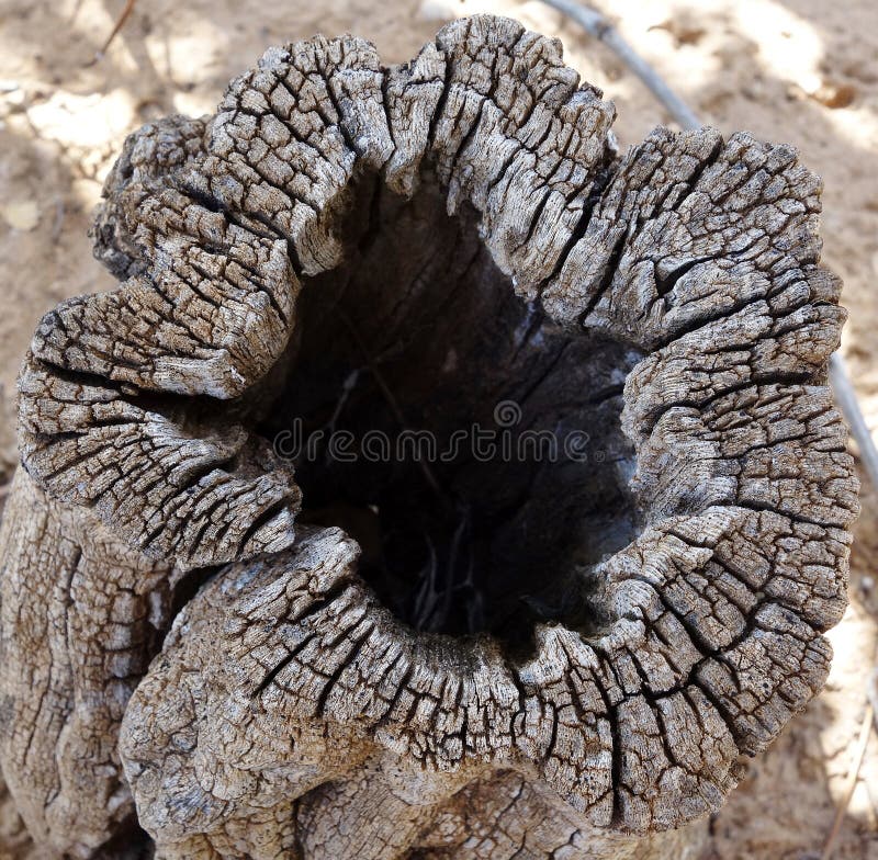 Tronco de árvore oco texturizado foto de stock