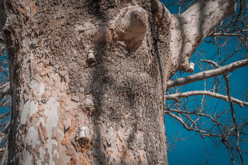 Tronco dell'albero che ha un vecchio supporto elettrico immagini stock libere da diritti Tronco dell'albero che ha un vecchio supporto elettrico immagini stock libere da diritti