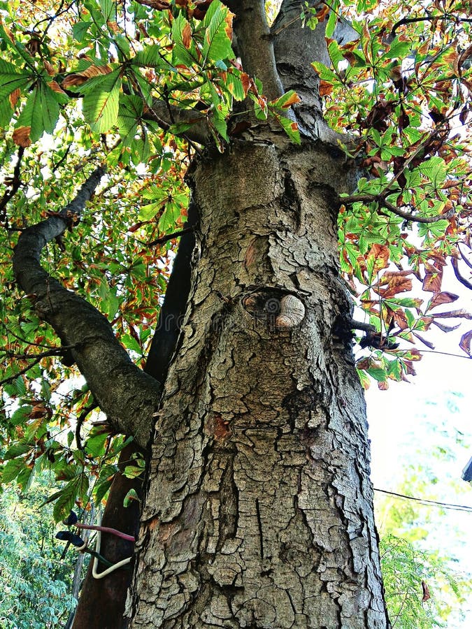 Tronco di albero immagini stock Tronco di albero immagini stock