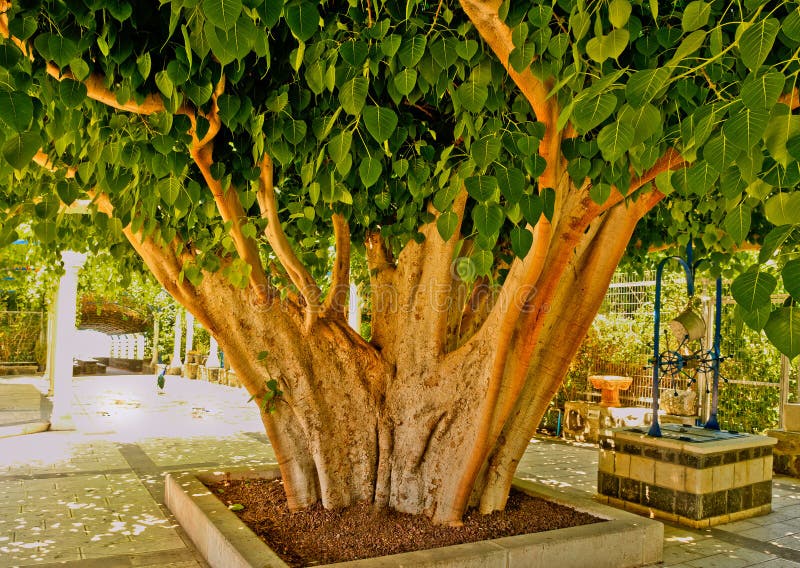 Tronco di albero del kiwi fotografia stock. Immagine di agricoltura ...