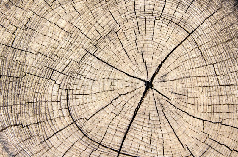 Tronco di albero di legno del taglio di struttura