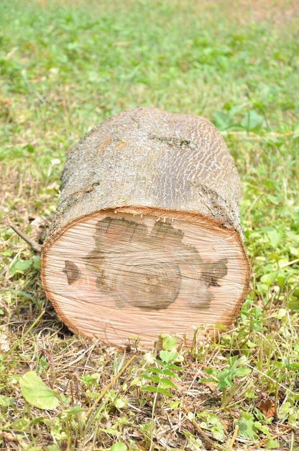 Tronco di albero spesso tagliato Struttura di legno fotografia stock Tronco di albero spesso tagliato Struttura di legno fotografia stock