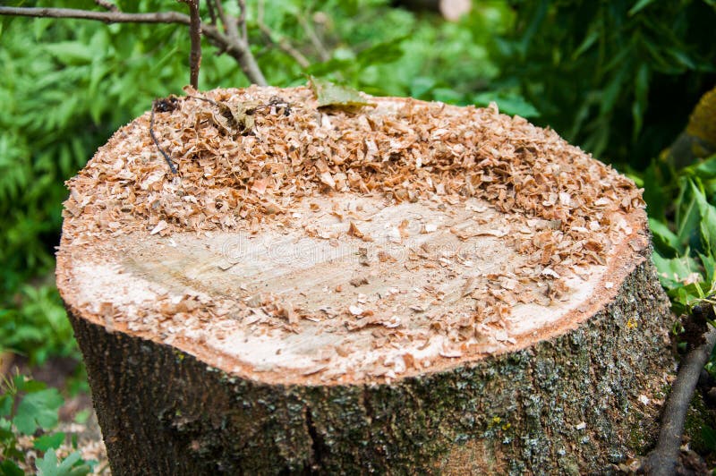 Tronco di albero spesso tagliato Struttura di legno fotografie stock libere da diritti Tronco di albero spesso tagliato Struttura di legno fotografie stock libere da diritti