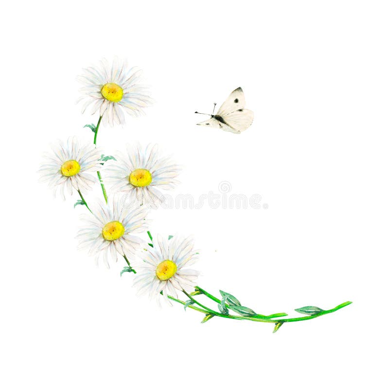 Tronco di camomilla curvato e farfalla bianca stirato a mano. illustrazione floreale di colore acquatico dei fiori delicati isolat illustrazione di stock