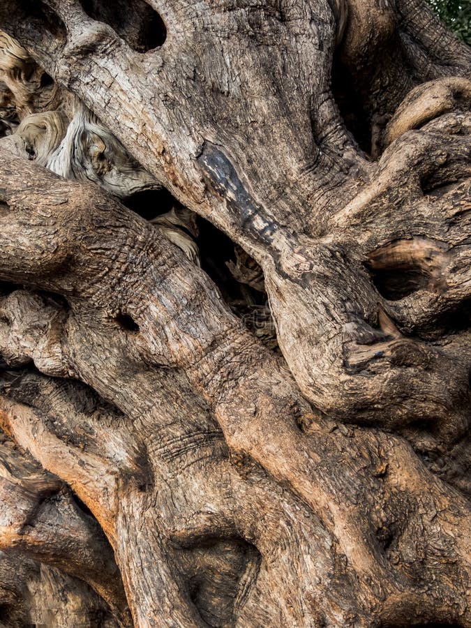 Tronco di vecchio di olivo immagini stock libere da diritti Tronco di vecchio di olivo immagini stock libere da diritti