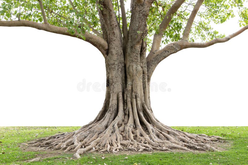 Tronco e grandi radici dell'albero che spargono fuori bello nei tropici Il concetto di cura e di protezione dell'ambiente