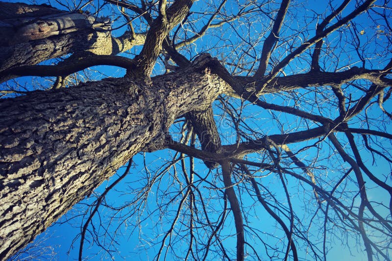 Tronco e rami di albero immagine stock libera da diritti Tronco e rami di albero immagine stock libera da diritti