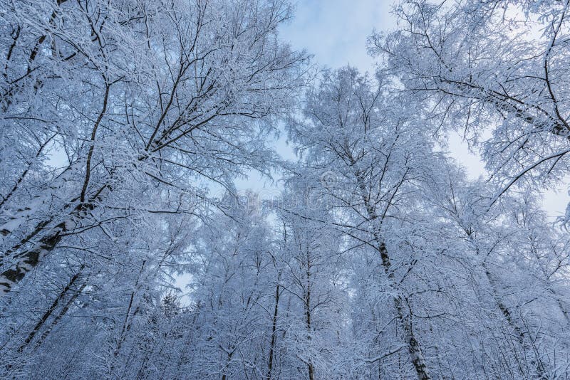 Troncos de abedul y ramas bajo la nieve. Troncos de abedul y ramas bajo la nieve en el bosque invernal.