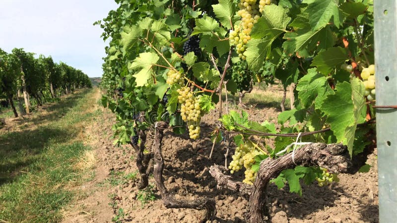 Troncos de la vid de la uva blanca y oscura con las bayas maduras