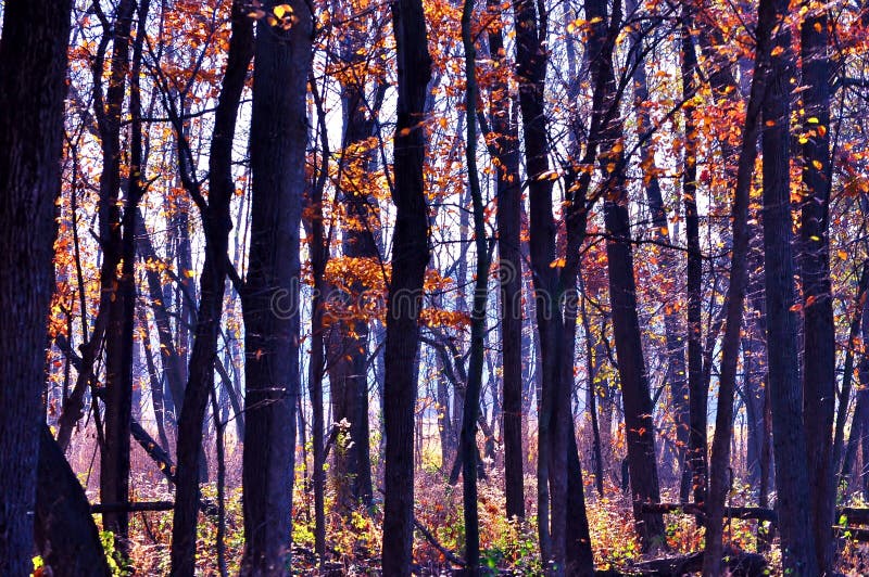 Troncos de árbol en sol del otoño foto de archivo libre de regalías Troncos de árbol en sol del otoño foto de archivo libre de regalías