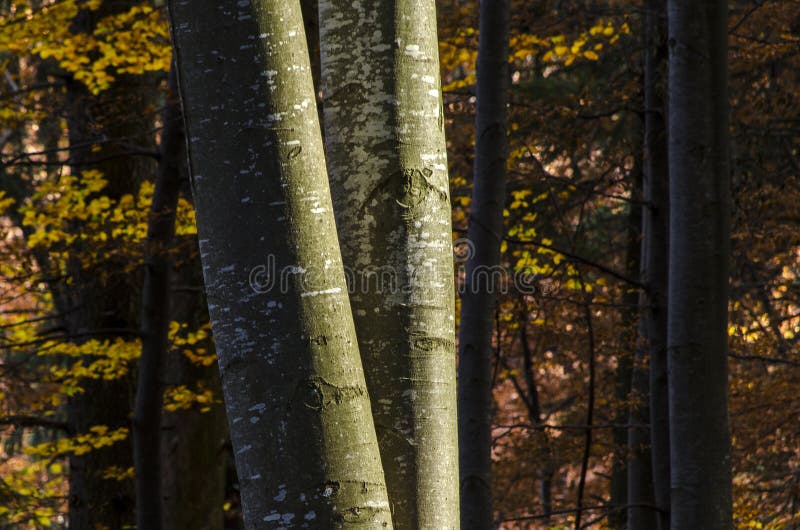 Troncos de árboles de haya en otoño foto de archivo Troncos de árboles de haya en otoño foto de archivo
