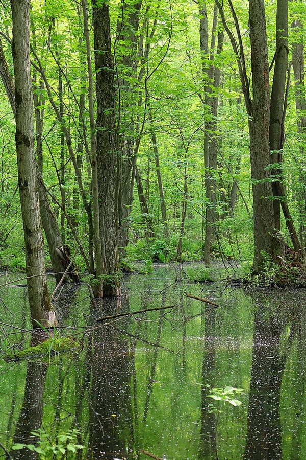 Troncos verdes luxúrias da folha e de árvore que refletem no pântano fotografia de stock Troncos verdes luxúrias da folha e de árvore que refletem no pântano fotografia de stock