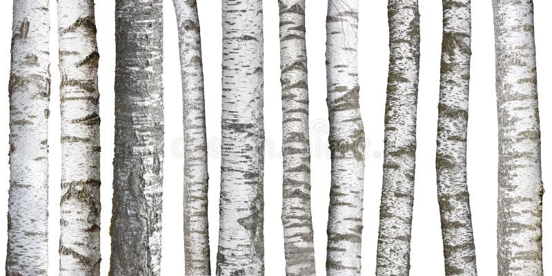 Troncs d'arbre de bouleau sur le blanc photographie stock Troncs d'arbre de bouleau sur le blanc photographie stock