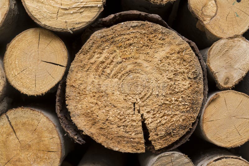 troncs d'arbre sciés, sciés, bois, texture en bois, naturel, matérielle, photos libres de droits troncs d'arbre sciés, sciés, bois, texture en bois, naturel, matérielle, photos libres de droits