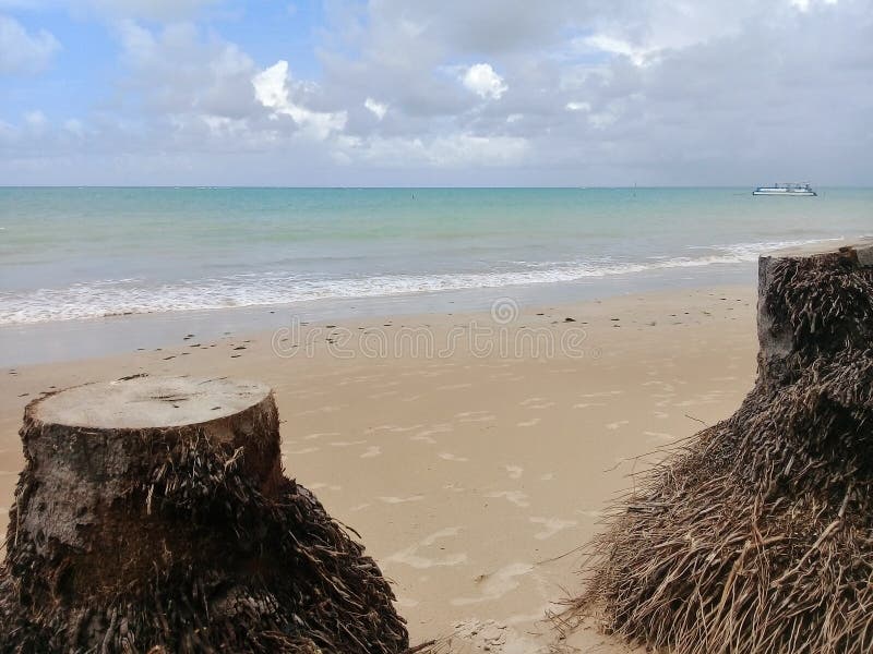 Troncs des palmiers cutted sur la plage photos libres de droits Troncs des palmiers cutted sur la plage photos libres de droits
