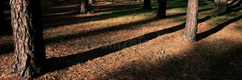 Troncs et ombres de pin dans la forêt un matin ensoleillé, plan rapproché Drapeau de Web images stock Troncs et ombres de pin dans la forêt un matin ensoleillé, plan rapproché Drapeau de Web images stock