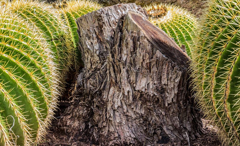 Tronçon d'arbre âgé entouré par le beau cactus de baril d'or images libres de droits Tronçon d'arbre âgé entouré par le beau cactus de baril d'or images libres de droits