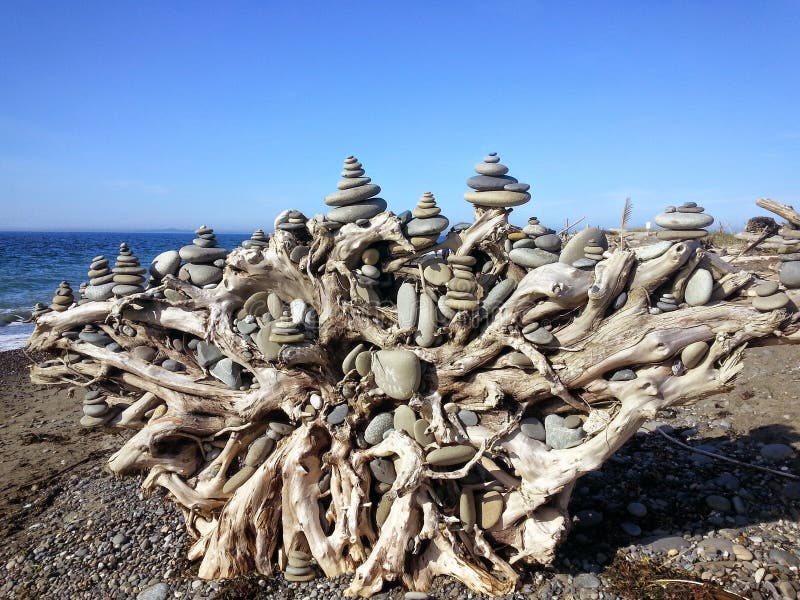The root ball of this piece of driftwood has had stacks of stones collected from the beach artistically placed creating a work of art on the Dungeness Spit located in Sequim, Washington. The root ball of this piece of driftwood has had stacks of stones collected from the beach artistically placed creating a work of art on the Dungeness Spit located in Sequim, Washington.
