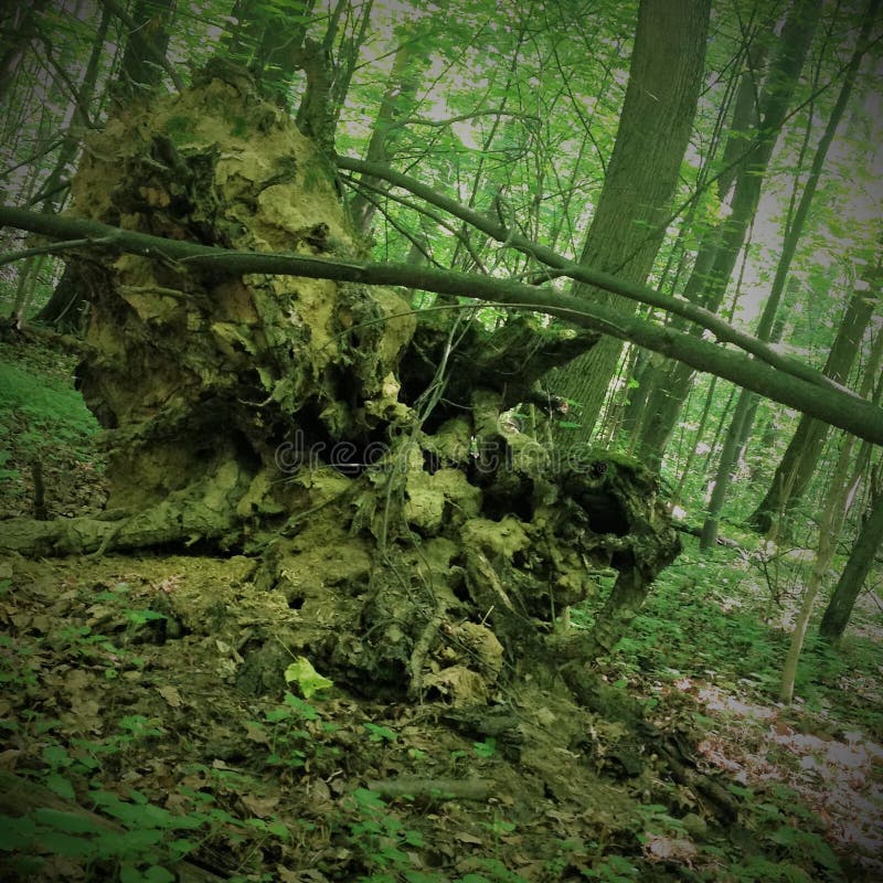Tronçon inversé par pile de la terre le vieux d'une forme bizarre est très semblable à un fantôme, monstre, lutin, fonte, si vous image stock Tronçon inversé par pile de la terre le vieux d'une forme bizarre est très semblable à un fantôme, monstre, lutin, fonte, si vous image stock