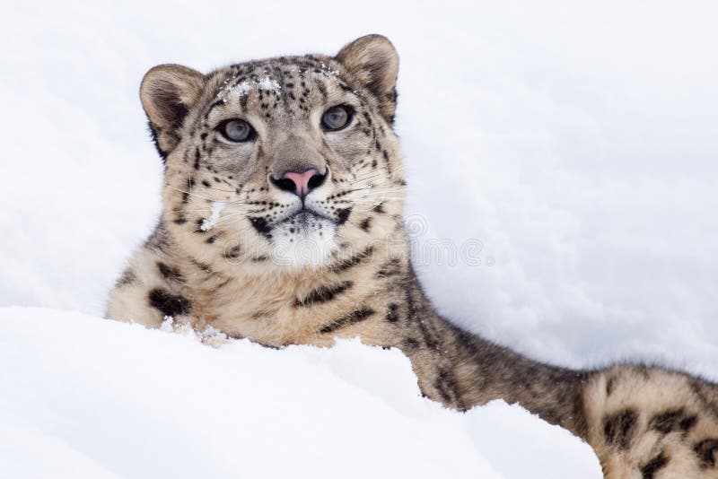 Trop Mignon Photo Stock Image Du Yeux Chat Endroits