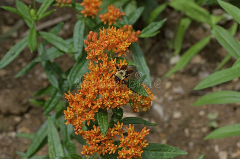 Bumblebee which is a member of the genus Bombus, part of Apidae on Butterfly weed. Butterfly weed is a species of milkweed with clustered orange flowers from early summer to early autumn. Bumblebee which is a member of the genus Bombus, part of Apidae on Butterfly weed. Butterfly weed is a species of milkweed with clustered orange flowers from early summer to early autumn.