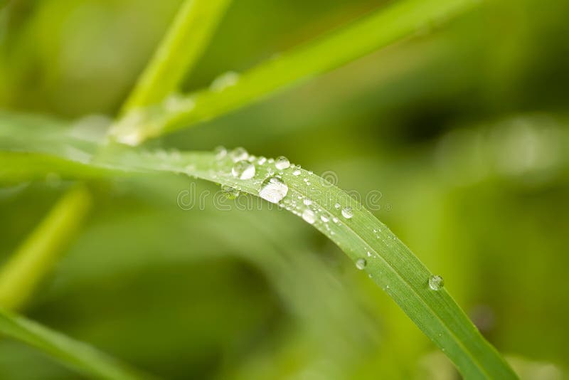 Tropfen des Wassers auf Blatt lizenzfreies stockbild Tropfen des Wassers auf Blatt lizenzfreies stockbild