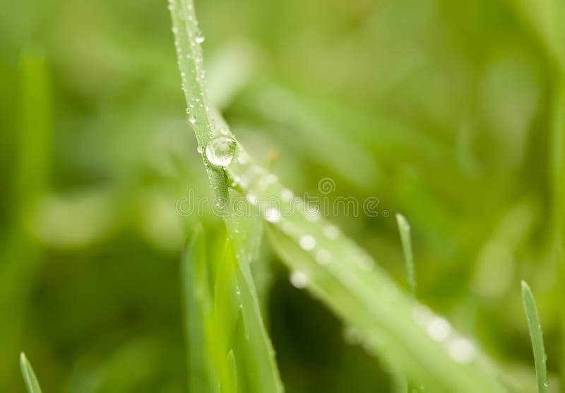Tropfen des Wassers auf Blatt stockfotografie Tropfen des Wassers auf Blatt stockfotografie