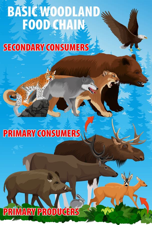 Trophic kedja för grundläggande skogsmarkmat Skogsekosystemenergiflöde också vektor för coreldrawillustration vektor illustrationer Trophic kedja för grundläggande skogsmarkmat Skogsekosystemenergiflöde också vektor för coreldrawillustration vektor illustrationer