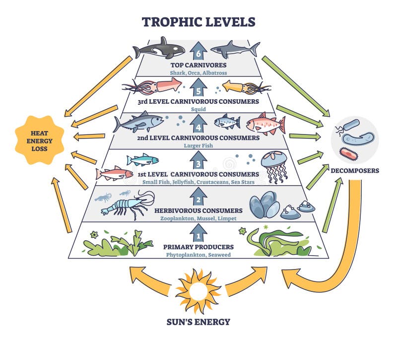 Trophic levels in water wildlife as ocean food chain pyramid outline diagram