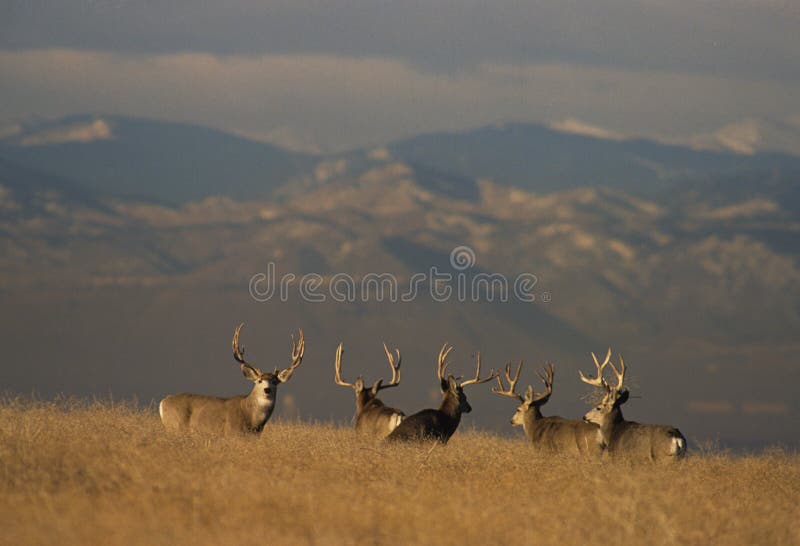 Trophy Mule Deer Bucks