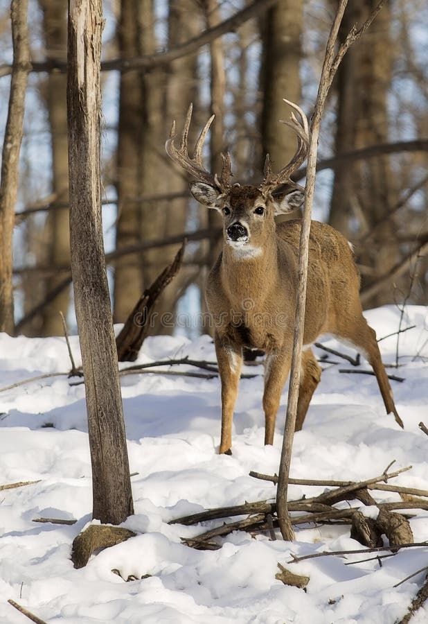 White-tailed Deer Buck in Winter with Tree Rubs Stock Image - Image of ...