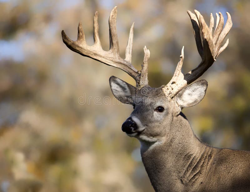 Trophy sized white-tail deer buck
