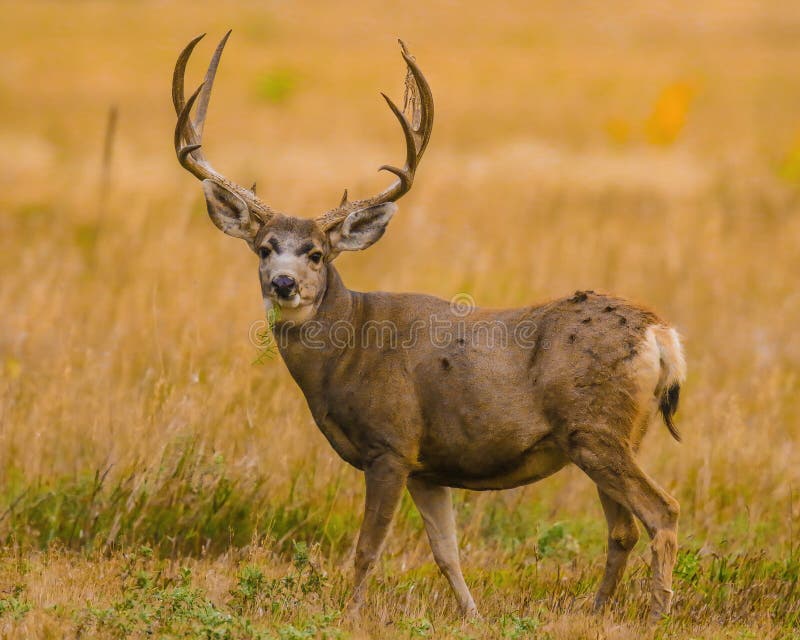 Trophy Whitetail Deer Buck in Rocky Mountain Meadow Stock Photo - Image ...