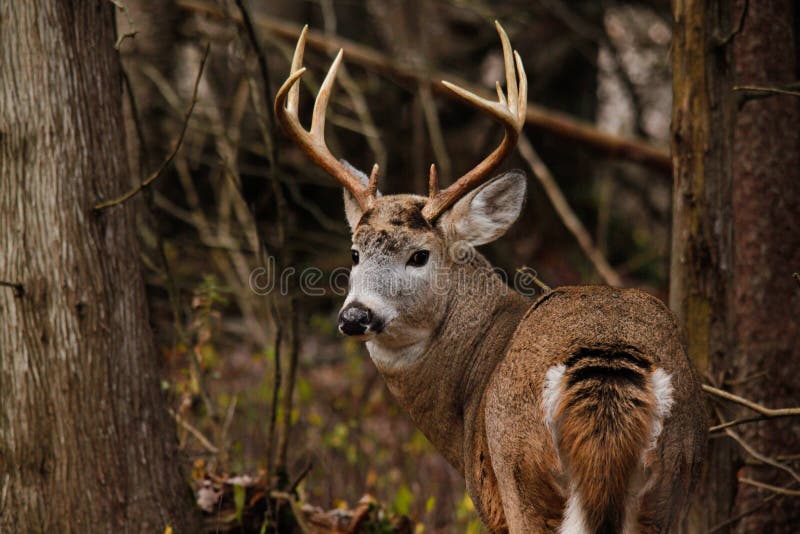 Trophäen-Weißwedelhirsche Buck During Fall Rut lizenzfreies stockfoto Trophäen-Weißwedelhirsche Buck During Fall Rut lizenzfreies stockfoto