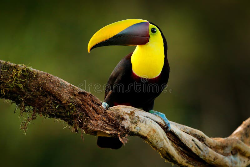 Tropic Bird in Forest. Rainy Season in America Stock Photo - Image of keel, honduras: 176062868 Tropic Bird in Forest. Rainy Season in America Stock Photo - Image of keel, honduras: 176062868