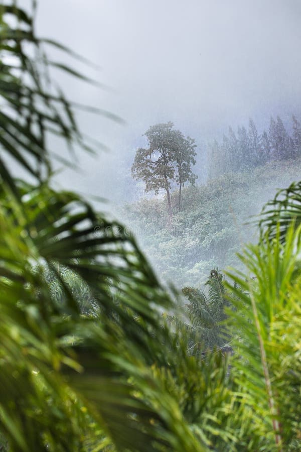 Tropic Forest In Rain And Mist Fog Stock Photo Image Of Rainforest