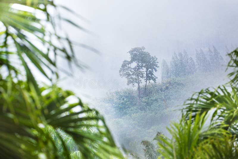 Tropic Forest In Rain And Mist Fog Stock Photo Image Of Outdoor