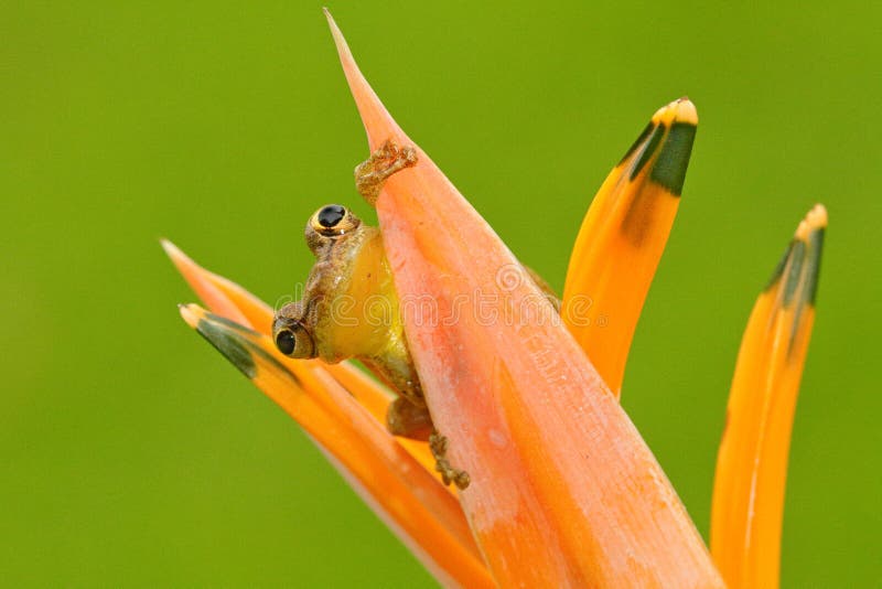 Tropic frog Stauffers Treefrog, Scinax staufferi, sitting hidden in the orange bloom flower. Frog in the nature tropic forest habi