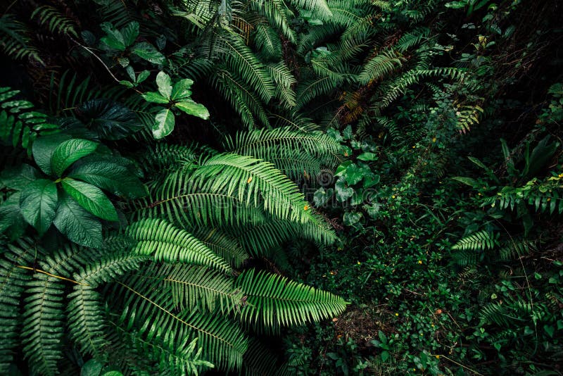 Tropic Leaf Background Jungle Leaves Stock Photo - Image of tree,  botanical: 169428834