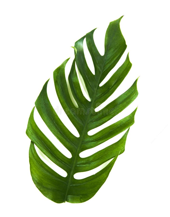 Tropic monstera palm jungle leaf isolated on white