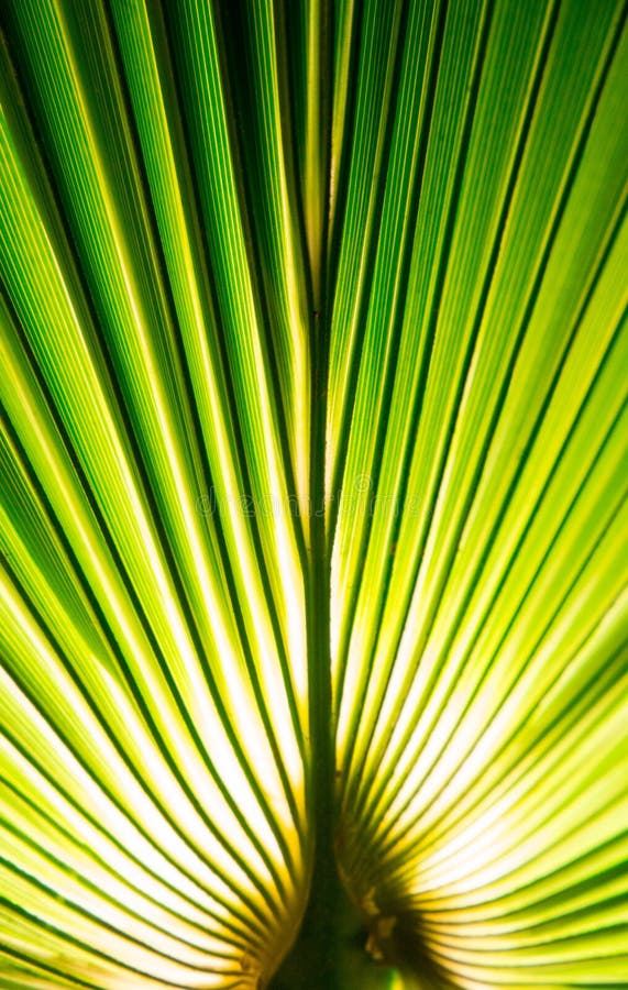 Tropic Palm Leaf in Macro Picture with Abstract Lines Stock Photo