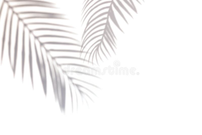 Tropic palm leaf shadow on the white wall.